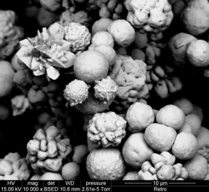 Observation en MEB-EDS de grains d'or natif : taille moyenne des grains de l'ordre de quelques microns